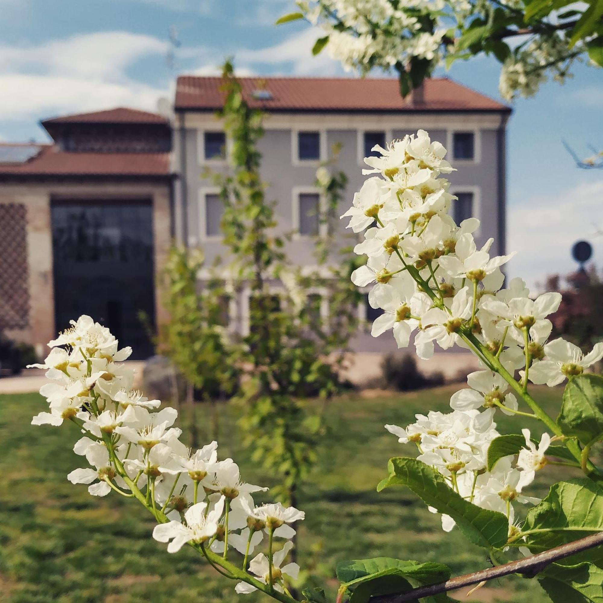 B&B Rocambola Nogara Dış mekan fotoğraf